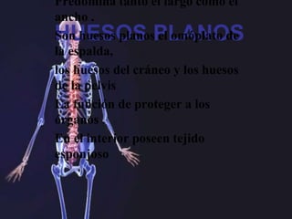 HUESOS PLANOS
Predomina tanto el largo como el
ancho .
Son huesos planos el omóplato de
la espalda,
los huesos del cráneo y los huesos
de la pelvis
La función de proteger a los
órganos .
En el interior poseen tejido
esponjoso
 