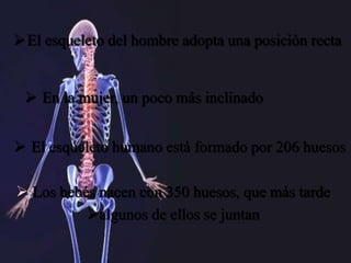 El esqueleto del hombre adopta una posición recta
 El esqueleto humano está formado por 206 huesos
 En la mujer, un poco más inclinado
 Los bebés nacen con 350 huesos, que más tarde
algunos de ellos se juntan
 