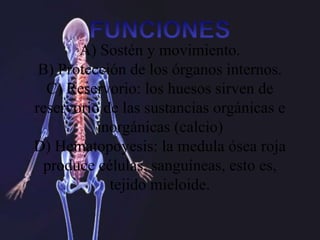A) Sostén y movimiento.
B) Protección de los órganos internos.
C) Reservorio: los huesos sirven de
reservorio de las sustancias orgánicas e
inorgánicas (calcio)
D) Hematopoyesis: la medula ósea roja
produce células, sanguíneas, esto es,
tejido mieloide.
 