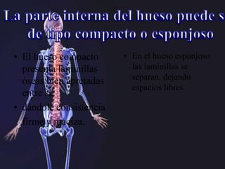 • El hueso compacto
presenta laminillas
óseas bien apretadas
entre sí,
• dándole consistencia
firme y maciza.
• En el hueso esponjoso
las laminillas se
separan, dejando
espacios libres
 