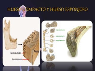 HUESO COMPACTO Y HUESO ESPONJOSO
 