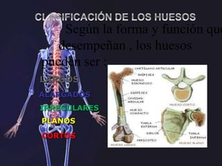 Según la forma y función que
desempeñan , los huesos
pueden ser :
PLANOS
IRREGULARES
CORTOS
ALARGADOS
LARGOS
 