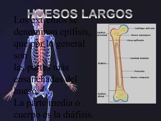 Los extremos se
denominan epífisis,
que por lo general
son
las partes más
ensanchadas del
hueso.
La parte media o
cuerpo es la diáfisis.
 