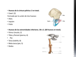  Huesos de la cintura pélvica: 2 en total.
 Coxal. (2)
Formado por la unión de tres huesos:
 Illión.
 Isquíon
 Pubis
 Huesos de las extremidades inferiores. 30 x 2. (60 huesos en total).
 Fémur (muslo; 2)
 Tibia y Peroné (pierna; 4)
 Pie:
 Tarso (tobillo; 8)
 Meta tarso (pie; 5)
 Dedos
 