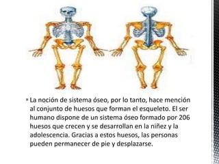 La noción de sistema óseo, por lo tanto, hace mención
al conjunto de huesos que forman el esqueleto. El ser
humano dispone de un sistema óseo formado por 206
huesos que crecen y se desarrollan en la niñez y la
adolescencia. Gracias a estos huesos, las personas
pueden permanecer de pie y desplazarse.
 