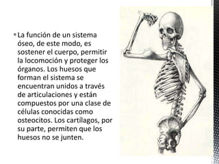 La función de un sistema
óseo, de este modo, es
sostener el cuerpo, permitir
la locomoción y proteger los
órganos. Los huesos que
forman el sistema se
encuentran unidos a través
de articulaciones y están
compuestos por una clase de
células conocidas como
osteocitos. Los cartílagos, por
su parte, permiten que los
huesos no se junten.
 