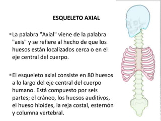 La palabra "Axial" viene de la palabra
"axis" y se refiere al hecho de que los
huesos están localizados cerca o en el
eje central del cuerpo.
El esqueleto axial consiste en 80 huesos
a lo largo del eje central del cuerpo
humano. Está compuesto por seis
partes; el cráneo, los huesos auditivos,
el hueso hioides, la reja costal, esternón
y columna vertebral.
 