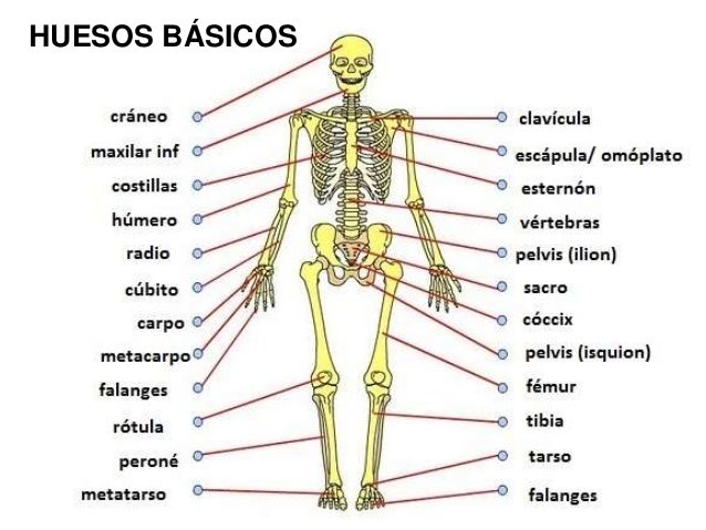 Ciencias Naturales Tercer Grado Sistema Oseo fity.club