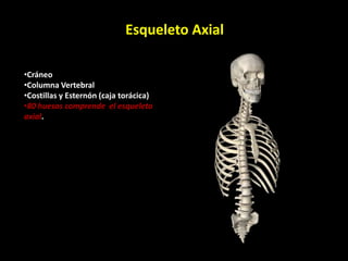 Esqueleto Axial
•Cráneo
•Columna Vertebral
•Costillas y Esternón (caja torácica)
•80 huesos comprende el esqueleto
axial.
 