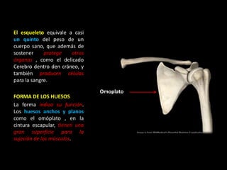 El esqueleto equivale a casi
un quinto del peso de un
cuerpo sano, que además de
sostener protege otros
órganos , como el delicado
Cerebro dentro den cráneo, y
también producen células
para la sangre.
FORMA DE LOS HUESOS
La forma indica su función.
Los huesos anchos y planos
como el omóplato , en la
cintura escapular, tienen una
gran superficie para la
sujeción de los músculos.
Omoplato
 