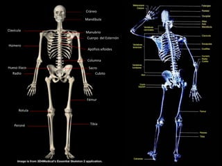 Cráneo
Mandíbula
Columna
Clavícula
Húmero
Manubrio
Cuerpo del Esternón
Apófisis xifoides
Cubito
Hueso ilíaco Sacro
Radio
Fémur
Rotula
TibiaPeroné
 