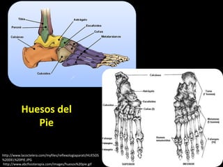 http://www.abcfisioterapia.com/images/huesos%20pie.gif
http://www.lacoctelera.com/myfiles/reflexologiaparati/HUESOS
%20DEL%20PIE.JPG
Huesos del
Pie
 