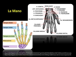 http://3.bp.blogspot.com/-KJ6WD-KfsD0/TeSle-eObnI/AAAAAAAAOGQ/nVK1ntNKbhg/s1600/Huesos+de+la+mano+izquierda.JPG
http://4.bp.blogspot.com/_8ISIK2q5fVw/SWnQ5yakLCI/AAAAAAAA7zg/kJX41y0kDHM/s800/Mano%20-%20Huesos%20mano.png
La Mano
 
