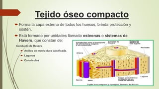 Tejido óseo compacto
 Forma la capa externa de todos los huesos; brinda protección y
sostén.
 Está formado por unidades llamada osteonas o sistemas de
Havers, que constan de:
Conducto de Havers.
 Anillos de matriz dura calcificada.
 Lagunas
 Canalículos
 
