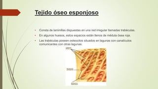 Tejido óseo esponjoso
• Consta de laminillas dispuestas en una red irregular llamadas trabéculas.
• En algunos huesos, estos espacios están llenos de médula ósea roja.
• Las trabéculas poseen osteocitos situados en lagunas con canalículos
comunicantes con otras lagunas.
 