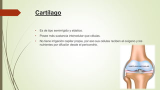 Cartílago
• Es de tipo semirrígido y elástico.
• Posee más sustancia intercelular que células.
• No tiene irrigación capilar propia, por eso sus células reciben el oxígeno y los
nutrientes por difusión desde el pericondrio.
 