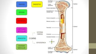 DIAFISIS
EPIFISIS
METAFISIS
CARTILAGO
ARTICULAR
ENDOSTIO
CAVIDAD
MEDULAR
PERIOSTIO 2 CAPAS
EXTERNA
FIBROSA
OSTEOGÈNICA
 