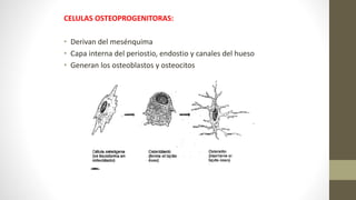 CELULAS OSTEOPROGENITORAS:
• Derivan del mesénquima
• Capa interna del periostio, endostio y canales del hueso
• Generan los osteoblastos y osteocitos
 
