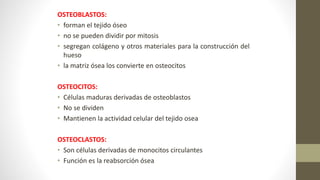 OSTEOBLASTOS:
• forman el tejido óseo
• no se pueden dividir por mitosis
• segregan colágeno y otros materiales para la construcción del
hueso
• la matriz ósea los convierte en osteocitos
OSTEOCITOS:
• Células maduras derivadas de osteoblastos
• No se dividen
• Mantienen la actividad celular del tejido osea
OSTEOCLASTOS:
• Son células derivadas de monocitos circulantes
• Función es la reabsorción ósea
 