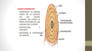 HUESO COMPACTO:
• COMPENDE LA MAYOR
PARTE DE LA DIAFISIS
EN LOS HUESO
LARGOS, ASI COMO LA
PARTE EXTERNA DE LOS
HUESOS DEL CUERPO
• PROTECCION Y
SOPORTE
• OSTEONES O SISTEMA
DE HAVERS
 