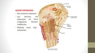 HUESO ESPONJOSO:
• No contiene osteones
• Las laminas están
dispuesta en formas
irregulares formando
trabéculas
• Medula ósea roja y
osteocitos
 