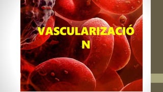 VASCULARIZACIÓ
N
 