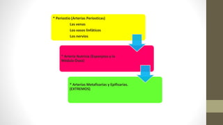 * Periostio (Arterias Periosticas)
Las venas
Los vasos linfáticos
Los nervios
* Arteria Nutricia (Esponjoso y la
Médula Ósea)
* Arterias Metafisarias y Epifisarias.
(EXTREMOS)
 