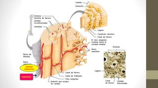 ARTERIA
PERIOSTICA
PERIOSTIO
 