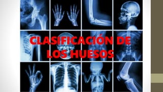 CLASIFICACIÓN DE
LOS HUESOS
 