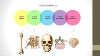 SEGÚNSUFORMA
HUESOS
LARGOS
HUESOS
CORTOS
HUESOS
PLANOS
HUESOS
IRREGULARES
HUESOS
SESAMOIDEOS
 