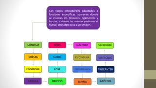 Son rasgos estructurales adaptados a
funciones específicas. Aparecen donde
se insertan los tendones, ligamentos y
fascias, o donde las arterias perforan el
hueso; otras dan paso a un tendón.
CÓNDILO
PROTUBERANCIA
ESCOTADURACRESTA
EPICÓNDILO FOSA
ORIFICIOCARILLA
MALÉOLOLÍNEA
SURCO
ESPINA
TUBÉRCULO
TROCÁNTER
APÓFISIS
TUBEROSIDAD
 