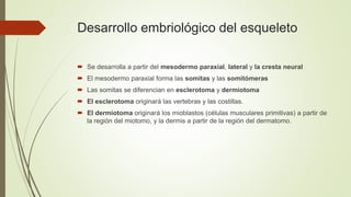 Desarrollo embriológico del esqueleto
 Se desarrolla a partir del mesodermo paraxial, lateral y la cresta neural
 El mesodermo paraxial forma las somitas y las somitómeras
 Las somitas se diferencian en esclerotoma y dermiotoma
 El esclerotoma originará las vertebras y las costillas.
 El dermiotoma originará los mioblastos (células musculares primitivas) a partir de
la región del miotomo, y la dermis a partir de la región del dermatomo.
 