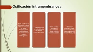 Osificación intramembranosa
Es la producción
directa de hueso
sobre la maqueta
de tejido
mesenquimal
indiferenciado,
sin pasar por el
molde
cartilaginoso.
 Diferenciación
en osteoblastos
de células
mesenquimales.
 Inicio central y
progresión
excéntrica o
radial (mucha
vascularización).
 Se da en
bóveda craneal,
maxilar inferior y
clavícula (el que
más se fractura)
 