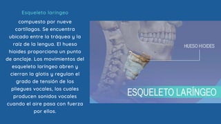 compuesto por nueve
cartílagos. Se encuentra
ubicado entre la tráquea y la
raíz de la lengua. El hueso
hioides proporciona un punto
de anclaje. Los movimientos del
esqueleto laríngeo abren y
cierran la glotis y regulan el
grado de tensión de los
pliegues vocales, los cuales
producen sonidos vocales
cuando el aire pasa con fuerza
por ellos.
Esqueleto laríngeo
 