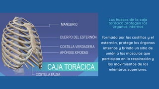 formada por las costillas y el
esternón, protege los órganos
internos y brinda un sitio de
unión a los músculos que
participan en la respiración y
los movimientos de los
miembros superiores.
Los huesos de la caja
torácica protegen los
órganos internos
 