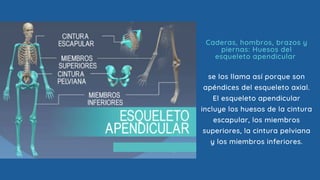 se los llama así porque son
apéndices del esqueleto axial.
El esqueleto apendicular
incluye los huesos de la cintura
escapular, los miembros
superiores, la cintura pelviana
y los miembros inferiores.
Caderas, hombros, brazos y
piernas: Huesos del
esqueleto apendicular
 