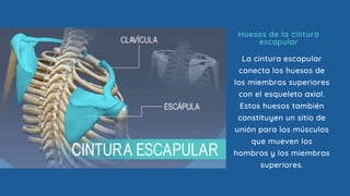 Huesos de la cintura
escapular
La cintura escapular
conecta los huesos de
los miembros superiores
con el esqueleto axial.
Estos huesos también
constituyen un sitio de
unión para los músculos
que mueven los
hombros y los miembros
superiores.
 