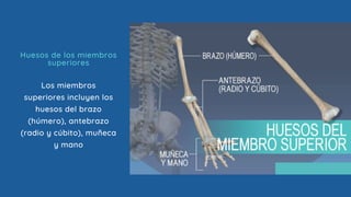 Huesos de los miembros
superiores
Los miembros
superiores incluyen los
huesos del brazo
(húmero), antebrazo
(radio y cúbito), muñeca
y mano
 