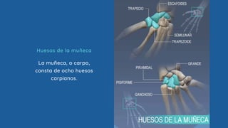 Huesos de la muñeca
La muñeca, o carpo,
consta de ocho huesos
carpianos.
 