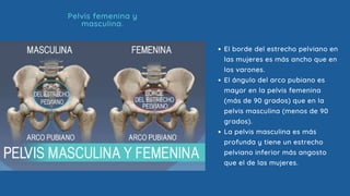 El borde del estrecho pelviano en
las mujeres es más ancho que en
los varones.
El ángulo del arco pubiano es
mayor en la pelvis femenina
(más de 90 grados) que en la
pelvis masculina (menos de 90
grados).
La pelvis masculina es más
profunda y tiene un estrecho
pelviano inferior más angosto
que el de las mujeres.
Pelvis femenina y
masculina.
 