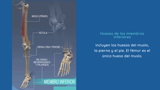 incluyen los huesos del muslo,
la pierna y el pie. El fémur es el
único hueso del muslo.
Huesos de los miembros
inferiores
 