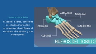 El tobillo, o tarso, consta de
siete huesos tarsianos:
el calcáneo, el astrágalo, el
cuboides, el navicular y tres
cuneiformes.
Huesos del tobillo
 