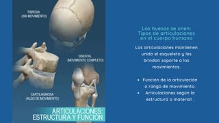 Función de la articulación
o rango de movimiento.
Articulaciones según la
estructura o material .
Las articulaciones mantienen
unido el esqueleto y les
brindan soporte a los
movimientos.
Los huesos se unen:
Tipos de articulaciones
en el cuerpo humano
 