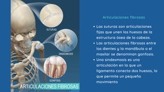 Articulaciones fibrosas
Las suturas son articulaciones
fijas que unen los huesos de la
estructura ósea de la cabeza.
Las articulaciones fibrosas entre
los dientes y la mandíbula o el
maxilar se denominan gonfosis.
Una sindesmosis es una
articulación en la que un
ligamento conecta dos huesos, lo
que permite un pequeño
movimiento
 