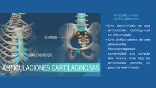Una sincondrosis es una
articulación cartilaginosa
sin movimiento.
Una sínfisis consta de una
almohadilla
fibrocartilaginosa
compresible que conecta
dos huesos. Este tipo de
articulación permite un
poco de movimiento.
Articulaciones
cartilaginosas.
 