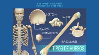 Los huesos se pueden
clasificar en cinco tipos
 