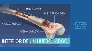 Los huesos
largos tienen
tres partes
principales
 