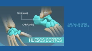 Los huesos cortos
tienen forma de cubo
 