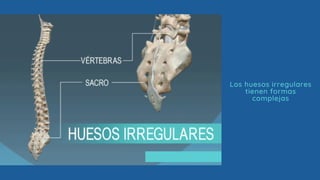 Los huesos irregulares
tienen formas
complejas
 