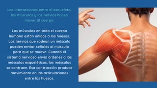 Las interacciones entre el esqueleto,
los músculos y los nervios hacen
mover al cuerpo:
Los músculos en todo el cuerpo
humano están unidos a los huesos.
Los nervios que rodean un músculo
pueden enviar señales al músculo
para que se mueva. Cuando el
sistema nervioso envía órdenes a los
músculos esqueléticos, los músculos
se contraen. Esa contracción produce
movimiento en las articulaciones
entre los huesos.
 